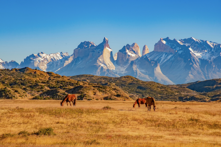Chevaux de pâturage devant une chaîne de montagne, Patagonie, Torres del Paine, Chili