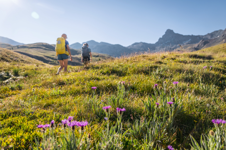 Randonneuses au milieu des alpages fleuris du Queyras, Alpes, France