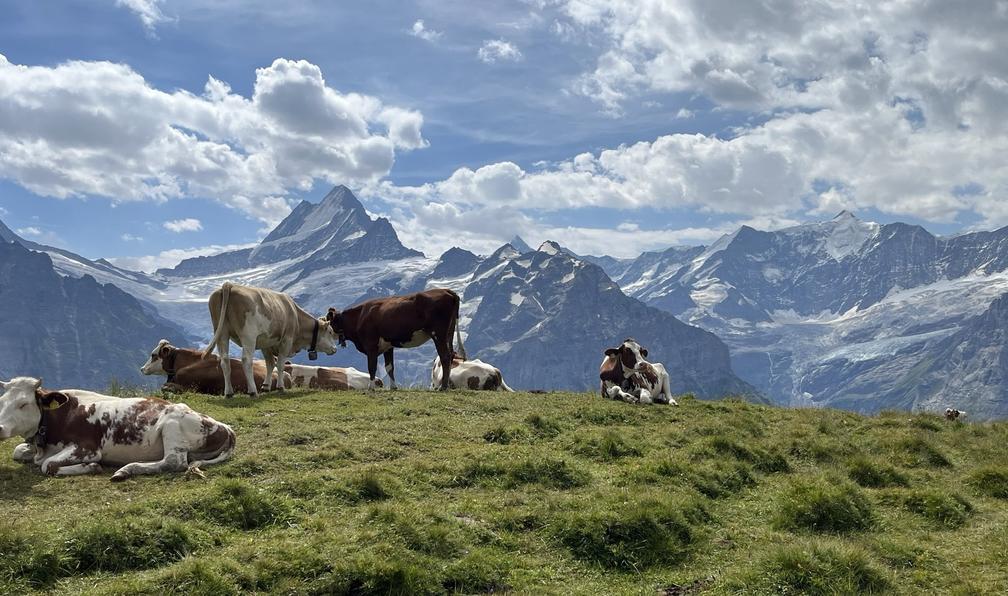 © Christophe L. - Les cimes étincelantes de l'Oberland - 6
