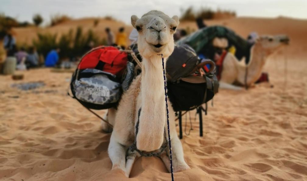 © Charline D. - Les oasis de l'Adrar - 8
