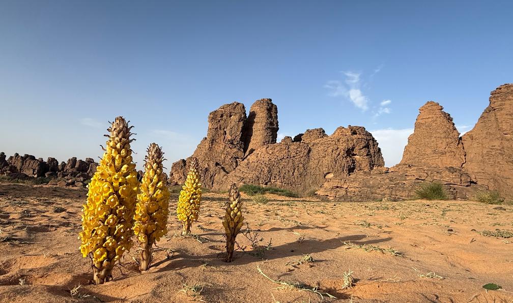 © Sabrina O. - Sables et canyons des Ajjers - 10