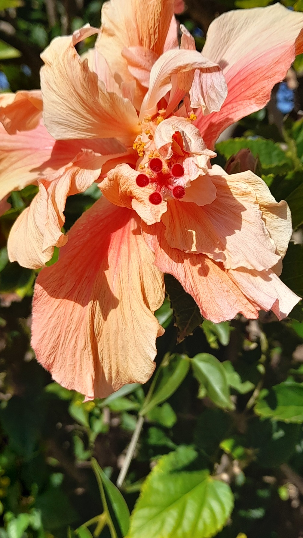 Randonnée la palma - La Palma, isla bonita - Randonnée - Espagne ...