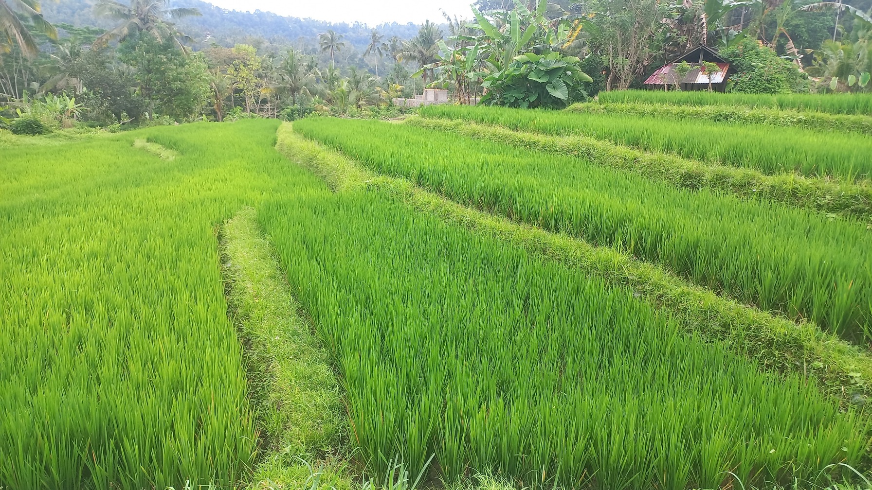 Rando iles java et bali - Itinérance de Java à Bali - Randonnée ...