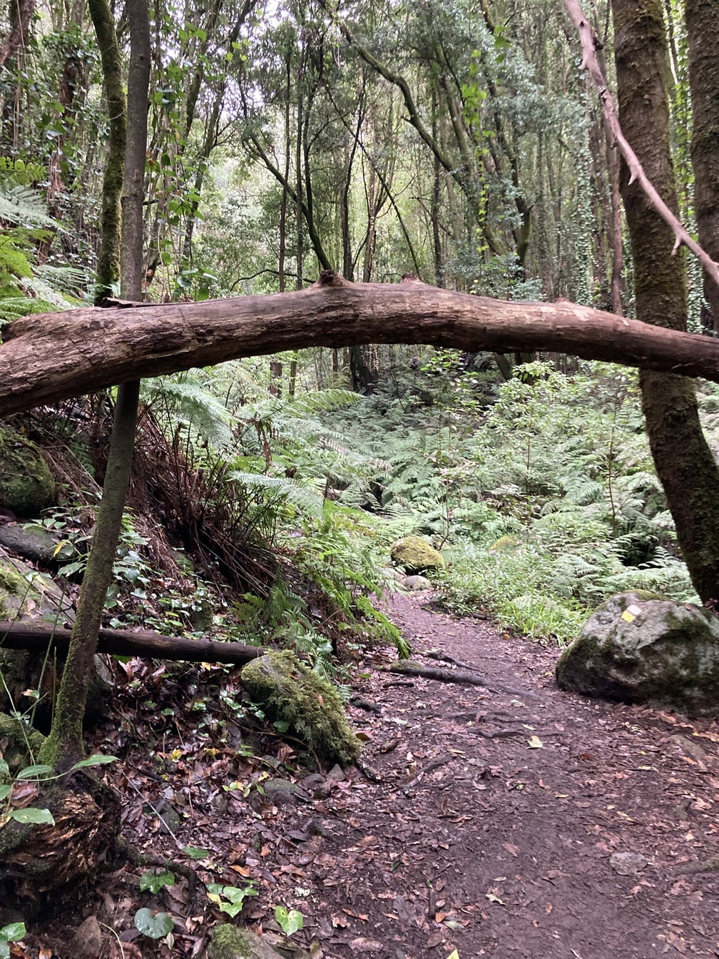 Randonnée la palma - La Palma, isla bonita - Randonnée - Espagne ...