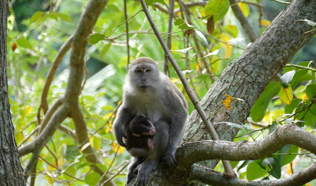 © Alain F. - Sumatra : Orang-Outan et volcan - 9
