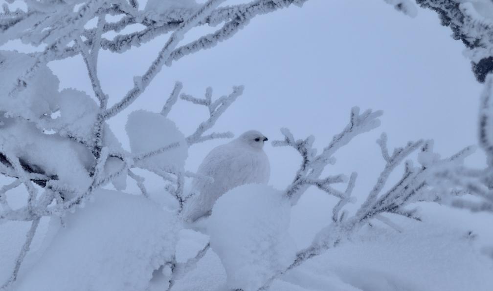 © Jacques D. - Ski de fond et nature au pays des Tunturis - 12