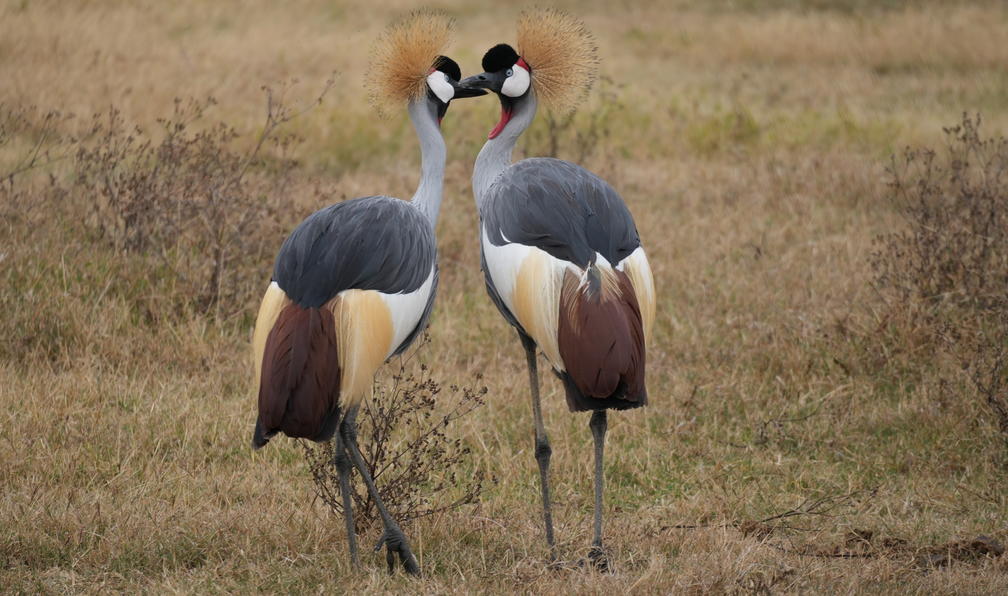 © Christophe R. - Kilimandjaro et safaris en lodge - 12