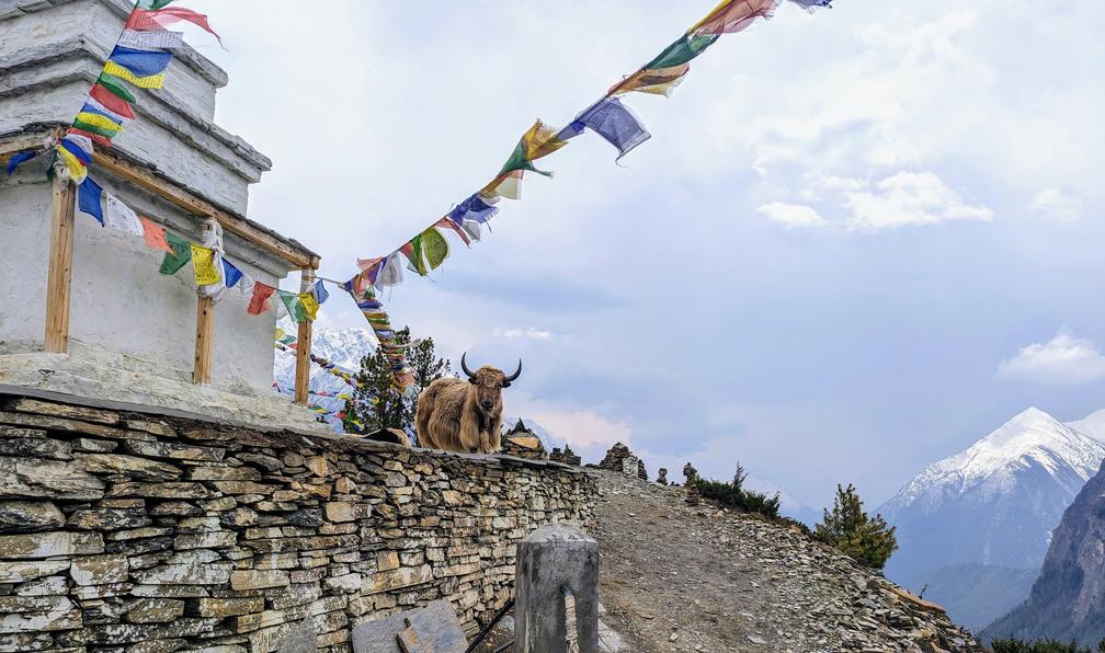 © Julien M. - Tour des Annapurnas et lac Tilicho - 10